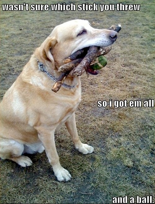 Dog - Wasn't sure which stick you threw so I got em all and a ball
