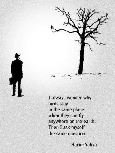 I always wonder why birds stay in the same place when they can fly anywhere on the earth.