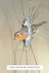 Bird breaks window glass -  Heard you talking shit like I wouldn't find out 