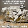 Dog - So, I